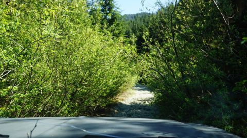 1984 Ford Bronco - Driving down a narrow dirt road surrounded by lush green trees and foliage.