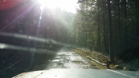 1984 Ford Bronco - Sunlight streams through trees onto a wet, rutted road in a dense forest.