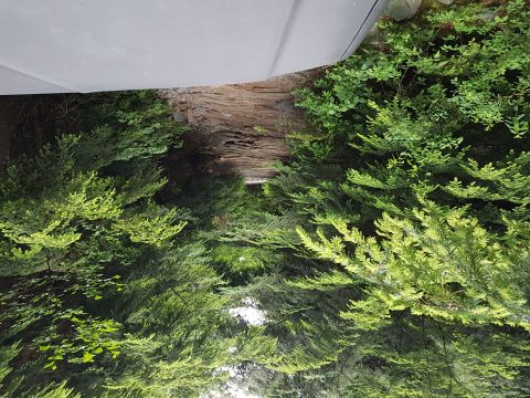 1984 Ford Bronco - A portion of a gray vehicle is visible above dense green foliage and weathered wood.