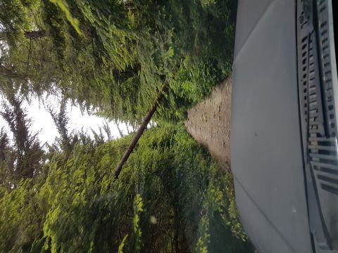 1984 Ford Bronco - Driving down a narrow dirt road surrounded by dense forest, with a fallen log obstructing the path.