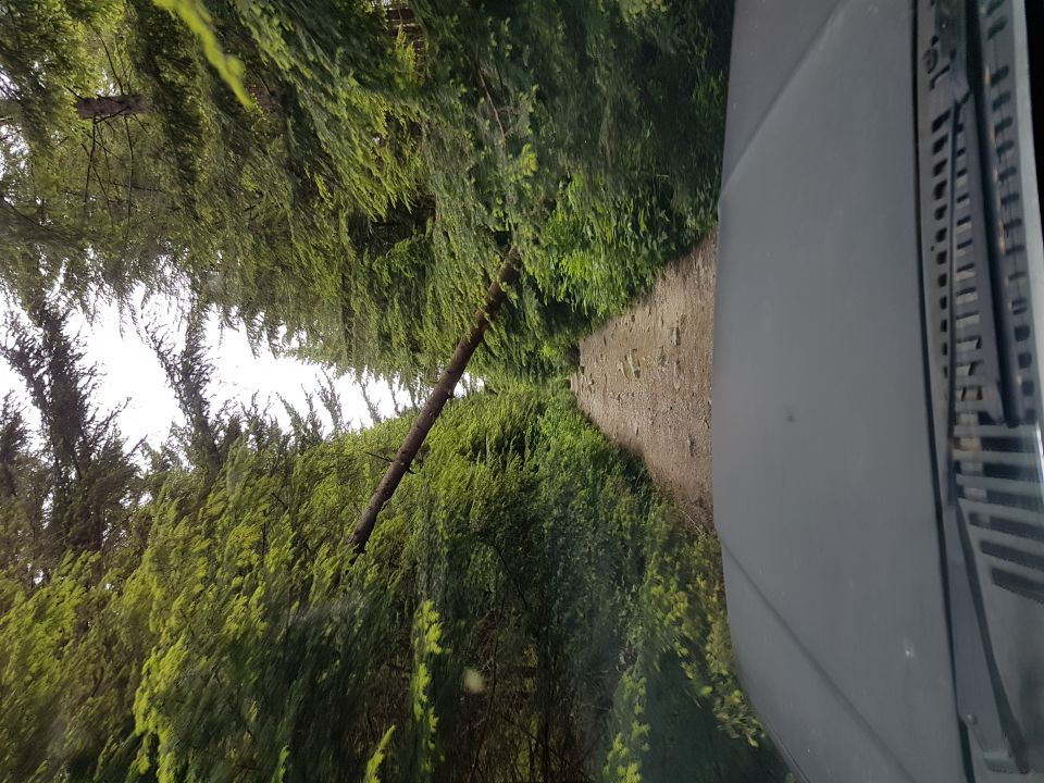 Interior view of vehicle on dirt road, trees and fallen log