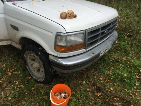 1993 Ford Bronco - White Ford truck with mushrooms on the hood and a bucket of mushrooms on the ground.