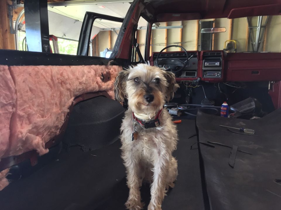 Dog sitting inside a classic Ford Bronco undergoing restoration.