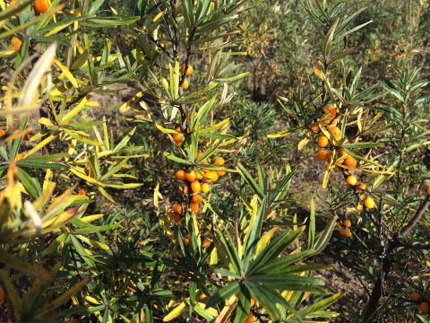 1993 Ford Bronco - A close-up shot of a sea buckthorn bush with numerous small, bright orange berries and long, narrow green and yellow leaves.