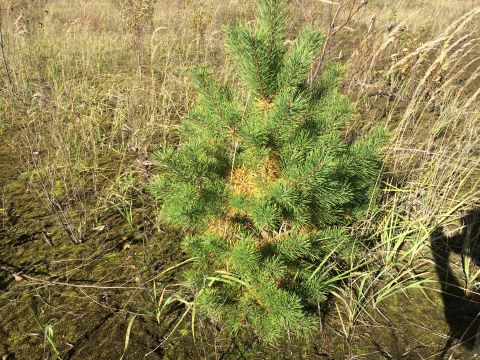 1993 Ford Bronco - A young pine tree stands in a field of dry grass and moss. The tree has green needles with some areas of yellowing.