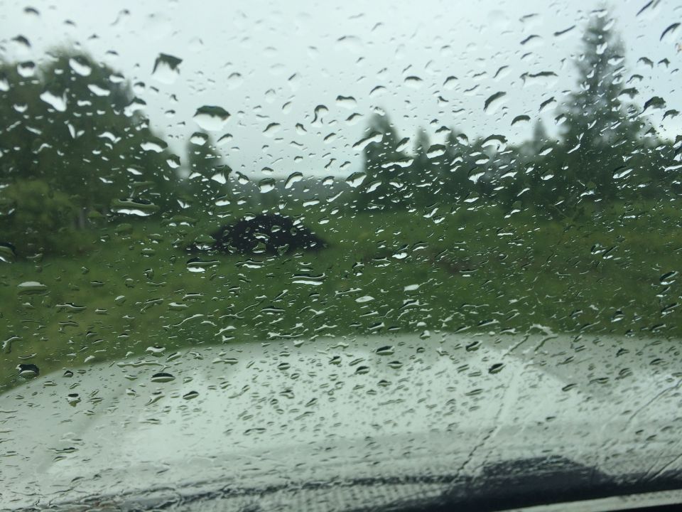 Rain on windshield with view of trees and dashboard
