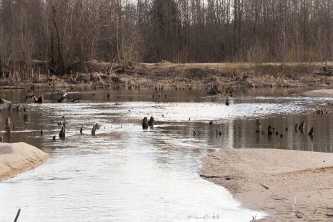 1993 Ford Bronco - A desolate wetland scene with bare trees and numerous stumps protruding from the water.