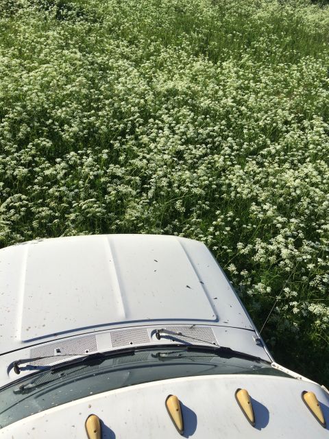1993 Ford Bronco - Front view of a 1993 Ford Bronco parked in a field of wildflowers.