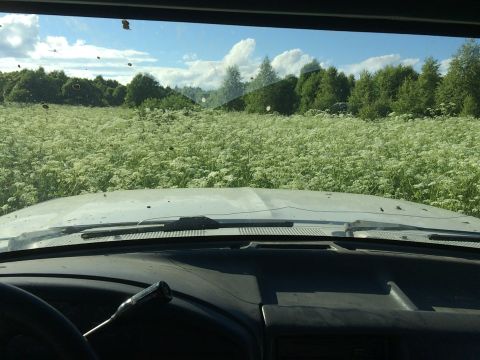 1993 Ford Bronco - Driving through a field of wildflowers under a partly cloudy sky. The dashboard and windshield are visible.