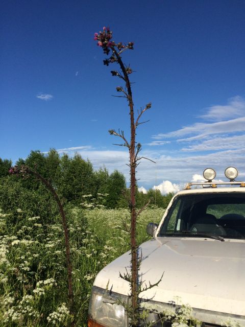 1993 Ford Bronco - A white SUV is partially visible in a field of wildflowers under a blue sky with scattered clouds.