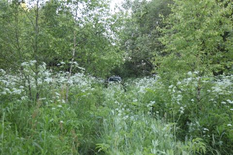 1993 Ford Bronco - An off-road vehicle navigates a path through dense foliage and wildflowers.