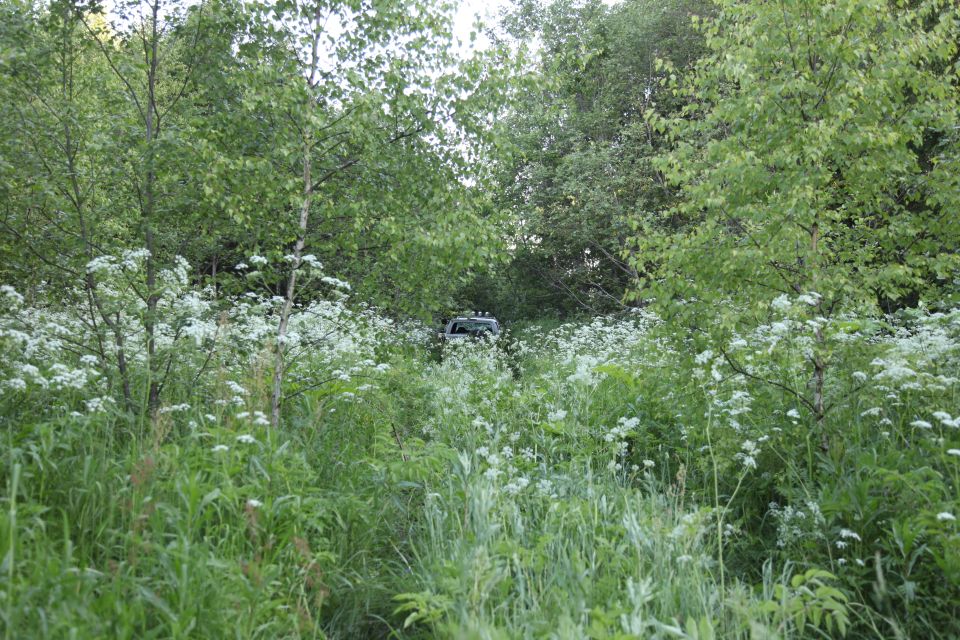 Off-road vehicle driving through tall grass and trees
