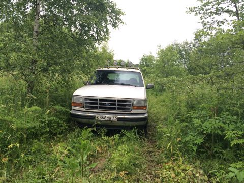 1993 Ford Bronco - A white Ford Bronco is partially obscured by tall grass and trees, with a front-facing view.