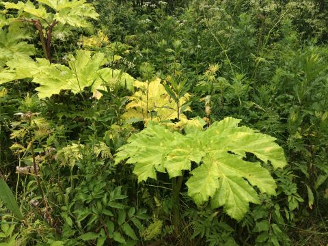 1993 Ford Bronco - A dense patch of giant hogweed plants dominates the landscape, their large, distinctive leaves creating a lush, green scene.