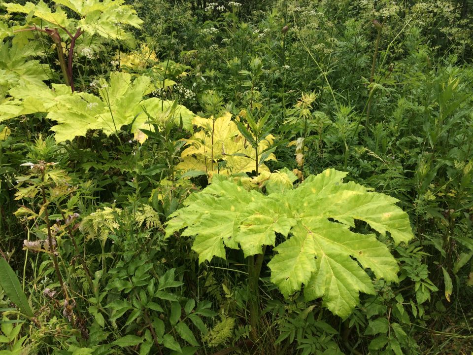 Giant hogweed plants with large, lobed leaves in a field