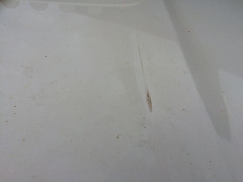 1993 Ford Bronco - A close-up view of a white car's hood shows a thin scratch and some minor dirt.