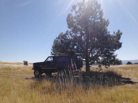 1995 Ford Bronco - A dark-colored Ford Bronco is parked off-road under a large tree on a sunny day.