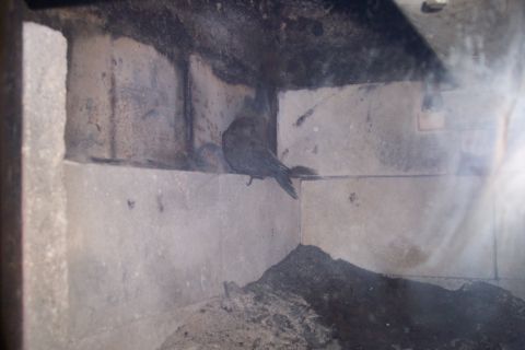 1989 Ford Bronco - A bird is perched on a ledge inside a structure made of concrete blocks. There is a pile of dark debris in the foreground.