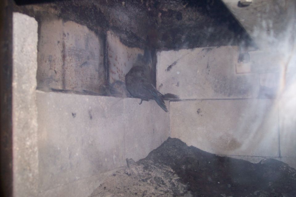 A bird perched on a concrete block ledge inside a structure.