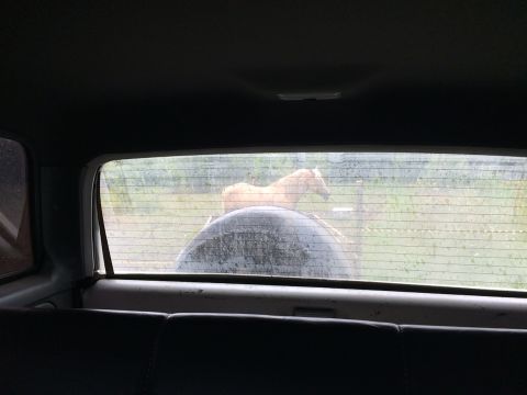 1993 Ford Bronco - View through the rear window of a vehicle, showing a horse standing behind a spare tire. The horse is light brown and appears to be in a gr…