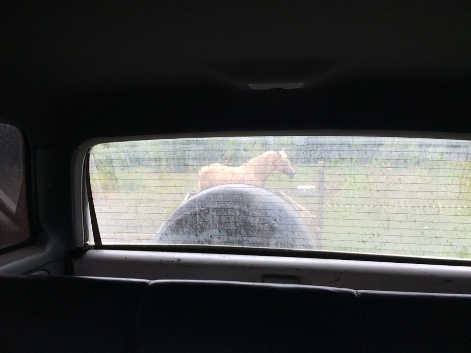 Horse behind spare tire seen through a vehicle's rear window