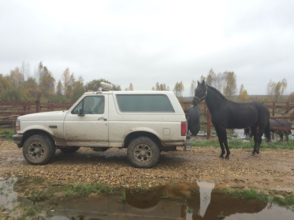 1993 Ford Bronco parked next to a black horse in a muddy lot