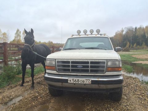 1993 Ford Bronco - A black horse stands tethered to a white Ford Bronco parked on a gravel road. The vehicle is facing the camera, with a wooden fence and tre…