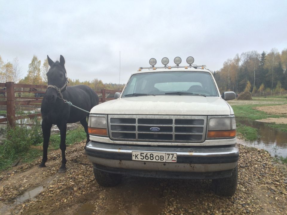 1993 Ford Bronco parked next to a black horse on a gravel road.