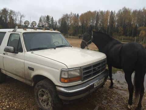1993 Ford Bronco - A black horse stands next to the front quarter panel of a dirty white 1990s Ford Bronco. The Bronco has four auxiliary lights mounted on it…