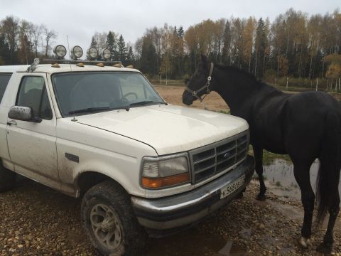 1993 Ford Bronco - A white Ford Bronco is parked next to a black horse on a gravelly, wet ground with trees in the background. The Bronco has a light bar moun…