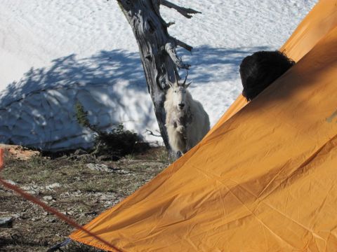1974 Ford Ranchero - A mountain goat stands near a tent with a snowy slope and a dead tree in the background.