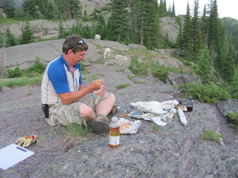 1974 Ford Ranchero - A man sits on a rocky outcrop in a mountainous, forested area, cleaning his hands with a wipe. Several goats are visible in the background.