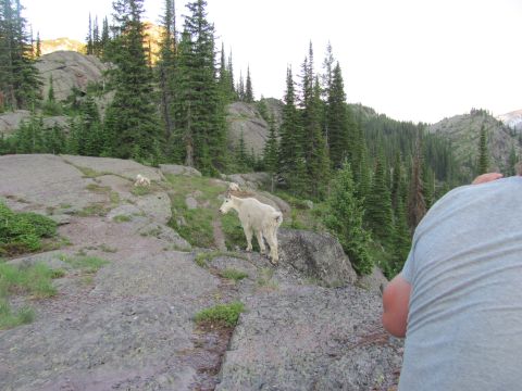 1974 Ford Ranchero - A person in a grey t-shirt is taking a photo of two white mountain goats in a rocky, forested mountain landscape.