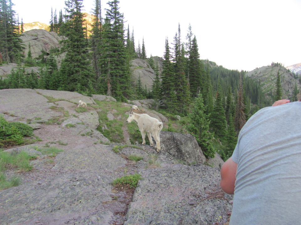 Person photographing mountain goats in a forest.