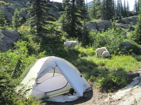 1974 Ford Ranchero - A white tent is set up in a grassy, wooded area with rocky outcrops. Two adult mountain goats and one kid are grazing nearby.