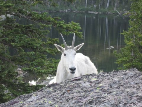 1974 Ford Ranchero - A white mountain goat stands behind a large rock in front of a lake surrounded by trees.