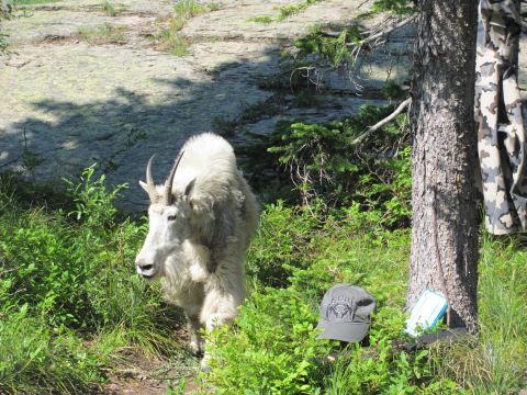 1974 Ford Ranchero - A white mountain goat stands in a grassy, wooded area next to a tree. A grey baseball cap and a blue notebook are on the ground near the ba…