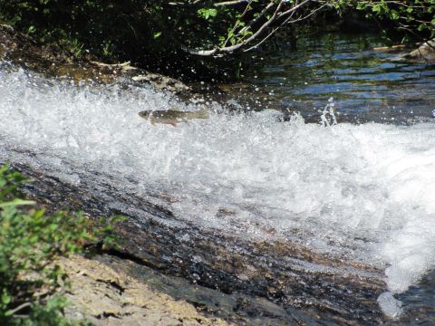 1974 Ford Ranchero - A fish jumps through a waterfall in a natural setting.