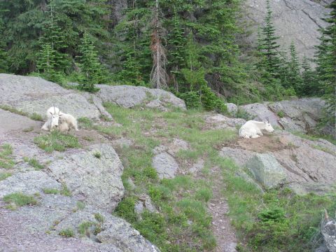 1974 Ford Ranchero - Two white mountain goats are resting on a rocky, grassy slope with pine trees in the background.