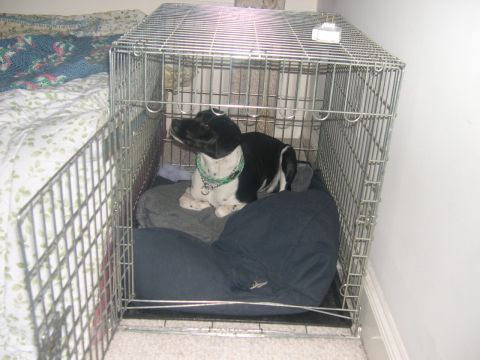 1994 Ford Bronco - A dog rests inside a metal crate next to a bed.