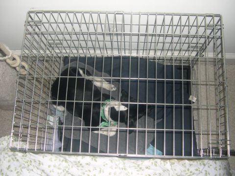 1994 Ford Bronco - A dog is seen inside a wire crate, resting on dark bedding.