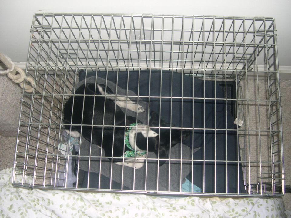 Dog resting in a metal crate with bedding