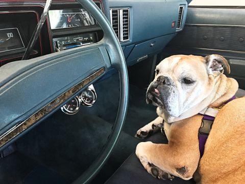 1975 Chevrolet Chevelle - A bulldog relaxes in the passenger seat of a 1975 Chevrolet Chevelle, with the dashboard and steering wheel visible.