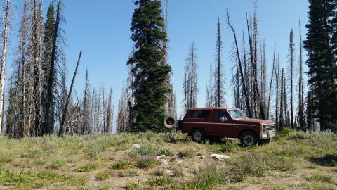 1981 Ford Bronco - A maroon SUV is parked on a grassy hill, surrounded by tall dead trees under a clear blue sky.