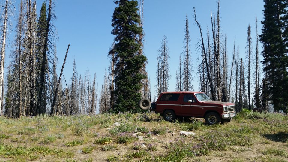 Maroon SUV with spare tire on the back, parked on a hill with dead trees