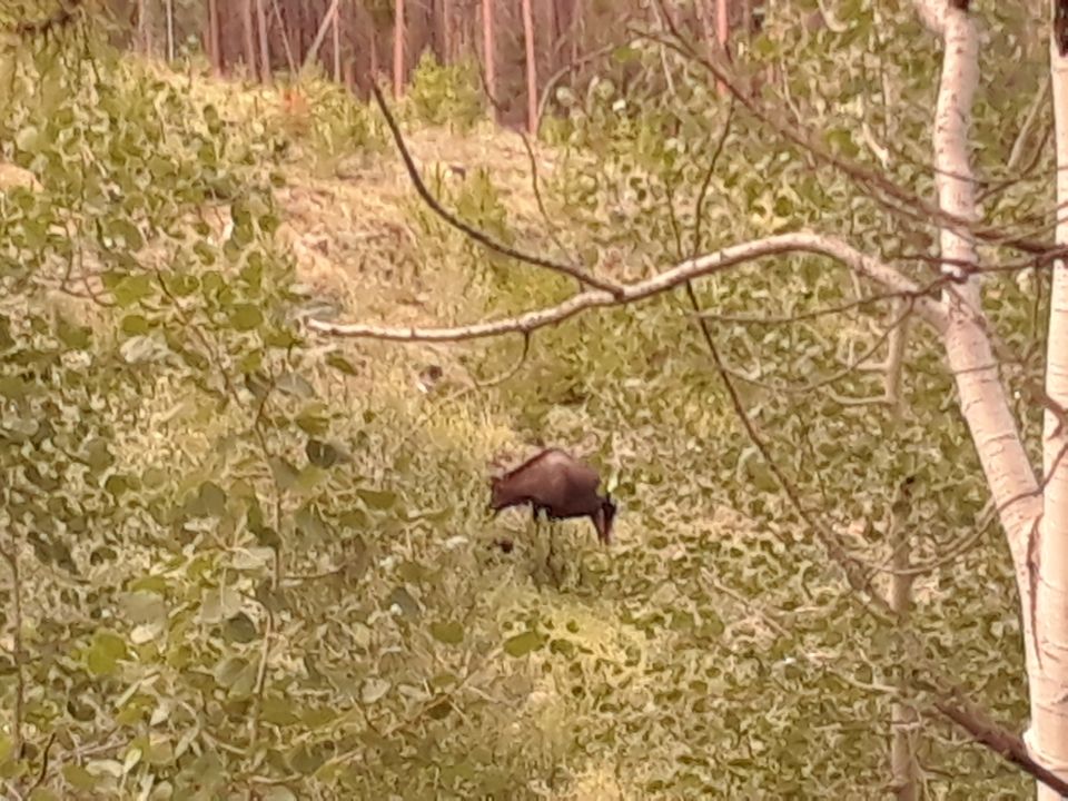 A different moose