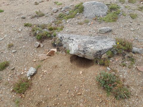 1985 Ford Bronco - Freshly dug critter hole on the continental divide trail.