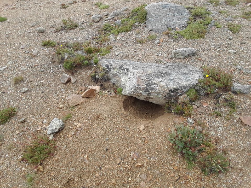Freshly dug critter hole on the continental divide trail.