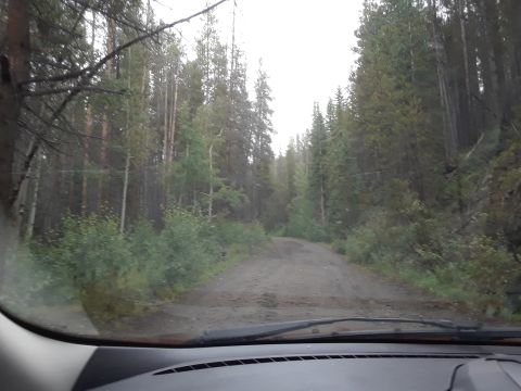 1985 Ford Bronco - Driving on a dirt road through a dense forest with trees lining both sides.