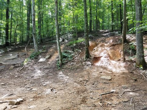 1988 Ford Bronco - A dirt path winds through a sun-dappled forest with large trees and exposed roots. The path appears eroded in places, with a steep, sandy e…